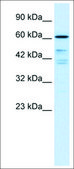 Anti-CDC25B (AB2) antibody produced in rabbit affinity isolated antibody