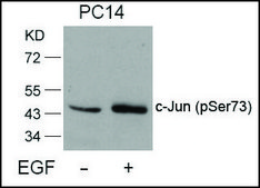 Anti-phospho-JUN (pSer73) antibody produced in rabbit affinity isolated antibody