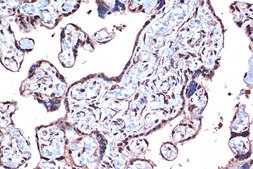 Anti-PDCD4 antibody produced in rabbit