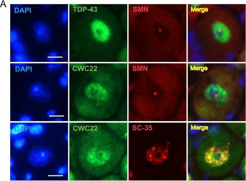 Anti-CWC22 antibody produced in rabbit Prestige Antibodies&#174; Powered by Atlas Antibodies, affinity isolated antibody, buffered aqueous glycerol solution