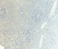 Anti-CD80 antibody produced in goat affinity isolated antibody, buffered aqueous solution