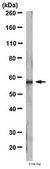 Anti-FTO Antibody, clone 5-2H10 clone 5-2H10, from mouse