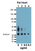 Anti-Aquaporin 1 Antibody 1.0&#160;mg/mL, Chemicon&#174;