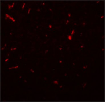 Anti-SIRT1 antibody produced in chicken affinity isolated antibody, buffered aqueous solution