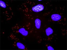 Monoclonal Anti-TBL1X antibody produced in mouse clone 2B6, purified immunoglobulin, buffered aqueous solution