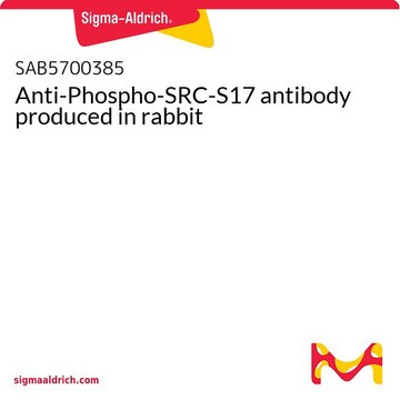 Anti-Phospho-SRC-S17 antibody produced in rabbit