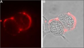 Anti-GABAA Receptor (&#945;6 subunit) antibody produced in rabbit affinity isolated antibody, lyophilized powder