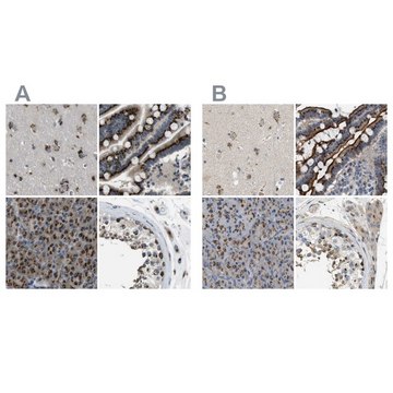 Anti-ZFPL1 antibody produced in rabbit Prestige Antibodies&#174; Powered by Atlas Antibodies, affinity isolated antibody, buffered aqueous glycerol solution