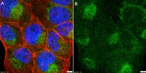 Anti-BNIP3 Antibody, clone 1G21 ZooMAb&#174; Rabbit Monoclonal recombinant, expressed in HEK 293 cells