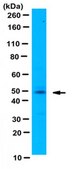 Anti-SCRAPPER Antibody from rabbit, purified by affinity chromatography