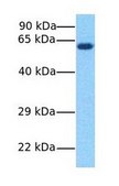 Anti-AMH affinity isolated antibody