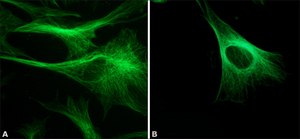 Monoclonal Anti-&#946;-Tubulin antibody produced in mouse clone 2-28-33, ascites fluid