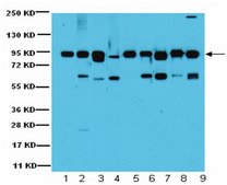 Anti-Glucose Regulating Protein 94 (GRP94) Antibody serum, from rabbit