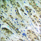 Anti-phospho-CDC25A (pSer178) antibody produced in rabbit affinity isolated antibody