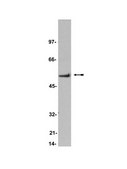 Anti-CaM Kinase II Antibody, &#945; subunit, clone 6G9 clone 6G9, Upstate&#174;, from mouse