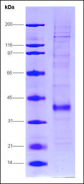 Fos-related antigen 1 human recombinant, expressed in insect cells, &#8805;70% (SDS-PAGE)
