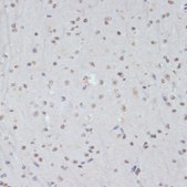 Anti-Phospho-CDK1-Y15 antibody produced in rabbit