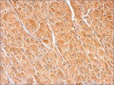 Anti-DBH antibody produced in rabbit