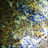 Anti-phospho-TGF &#946; Receptor II (pSer225/250) antibody produced in rabbit affinity isolated antibody