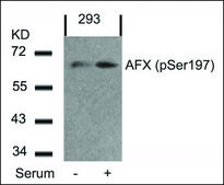 Anti-phospho-FOXO4 (pSer197) antibody produced in rabbit affinity isolated antibody