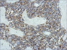 Anti-KCNG4 antibody produced in rabbit affinity isolated antibody, buffered aqueous solution