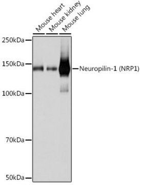 Anti-Neuropilin-1 (NRP1) Antibody, clone 9W1C10, Rabbit Monoclonal