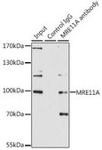 Anti-MRE11A antibody produced in rabbit