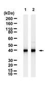 Anti-SMAD7 Antibody, clone 2D15 ZooMAb&#174; Rabbit Monoclonal recombinant, expressed in HEK 293 cells