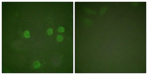 Anti-Cyclin B1 antibody produced in rabbit affinity isolated antibody