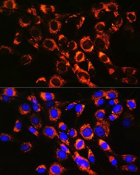Anti-RAB7 antibody produced in rabbit
