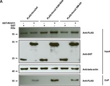 Monoclonal Anti-Glutathione-S-Transferase (GST) antibody produced in mouse clone GST-2, ascites fluid