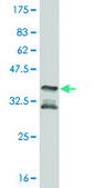 Monoclonal Anti-MAPKAPK2 antibody produced in mouse clone 3B8, purified immunoglobulin, buffered aqueous solution