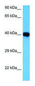 Anti-GNAI3 antibody produced in rabbit affinity isolated antibody