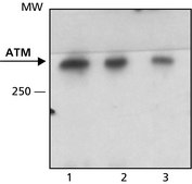 Anti-ATM antibody,Mouse monoclonal clone MAT3-4G10/8, purified from hybridoma cell culture