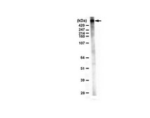 Anti-MLL-3 from rabbit