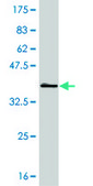 ANTI-BRAF antibody produced in mouse clone 1H7, purified immunoglobulin, buffered aqueous solution