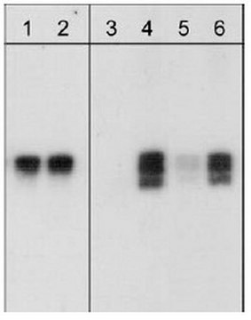 PhosphoDetect Anti-RhoA (pSer&#185;&#8312;&#8312;) Rabbit pAb liquid, Calbiochem&#174;