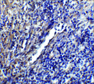 Anti-STIM1 antibody produced in rabbit affinity isolated antibody, buffered aqueous solution