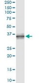 Monoclonal Anti-TNFSF13B antibody produced in mouse clone 2C11, purified immunoglobulin, buffered aqueous solution