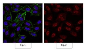 Anti-Integrin &#945;V&#946;3 Antibody, clone LM609, Alexa Fluor&#8482; 555 Conjugate clone LM609, from mouse, ALEXA FLUOR&#8482; 555