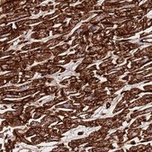 Anti-CAV2 antibody produced in rabbit Prestige Antibodies® Powered by Atlas Antibodies, affinity isolated antibody, buffered aqueous glycerol solution