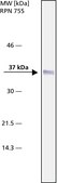 Anti-B23 antibody, Mouse monoclonal clone FC82291, purified from hybridoma cell culture