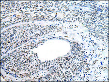 Anti-NANOG affinity isolated antibody