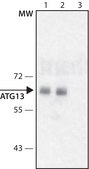 Anti-ATG13 antibody produced in rabbit ~1.0&#160;mg/mL, affinity isolated antibody