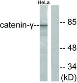 Anti-Catenin-&#947; antibody produced in rabbit affinity isolated antibody