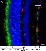 Anti-Brn-3a Antibody, POU-domain protein, clone 5A3.2 culture supernatant, clone 5A3.2, Chemicon&#174;