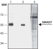 Anti-SMAD7 (N-terminal) antibody produced in rabbit ~1.0&#160;mg/mL, affinity isolated antibody, suitable for western blot: 2&#160;&#956;g/mL