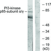 Anti-PI3-kinase p85-&#945; antibody produced in rabbit affinity isolated antibody