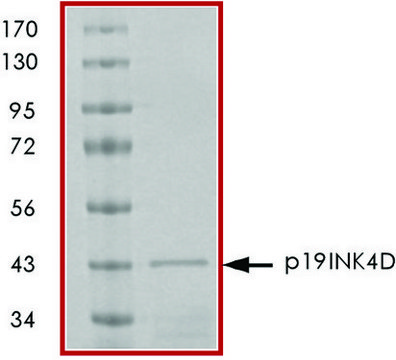 p19INK4D, GST tagged human recombinant, expressed in E. coli, &#8805;70% (SDS-PAGE), buffered aqueous glycerol solution