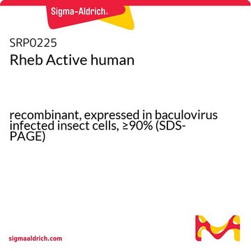 Rheb Active human recombinant, expressed in baculovirus infected insect cells, &#8805;90% (SDS-PAGE)